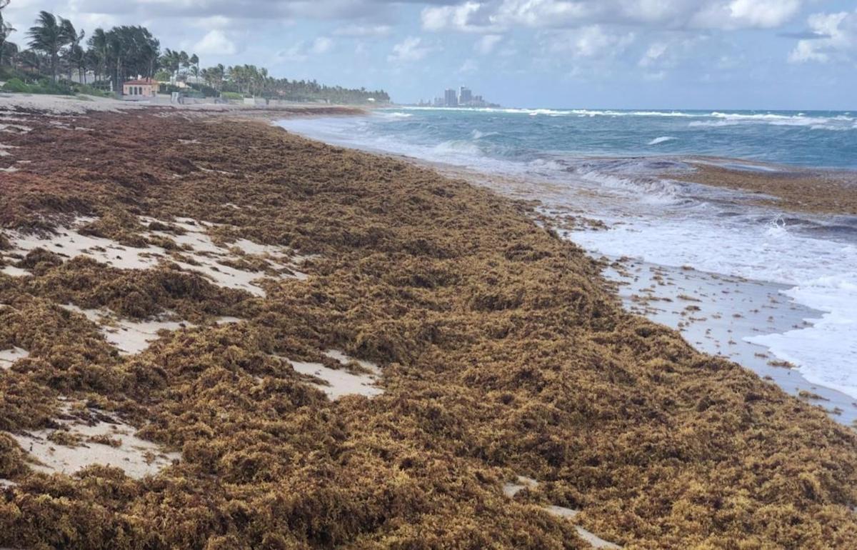 Sargazo flotando en el mar Caribe
