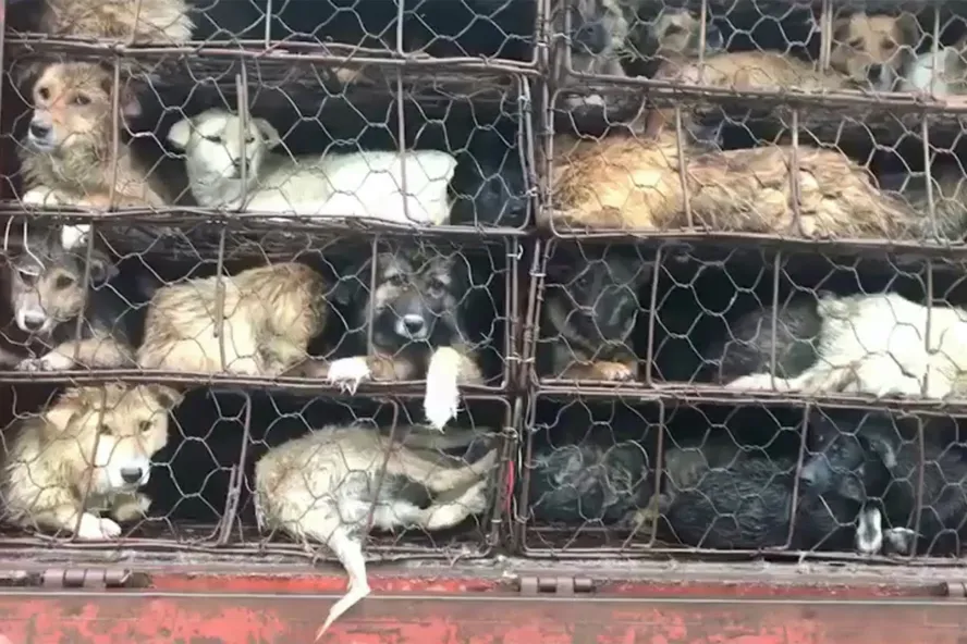 Cachorros em gaiolas no Festival de Yulin na China