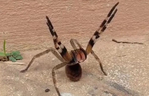 Aranha armadeira em postura defensiva com patas dianteiras erguidas
