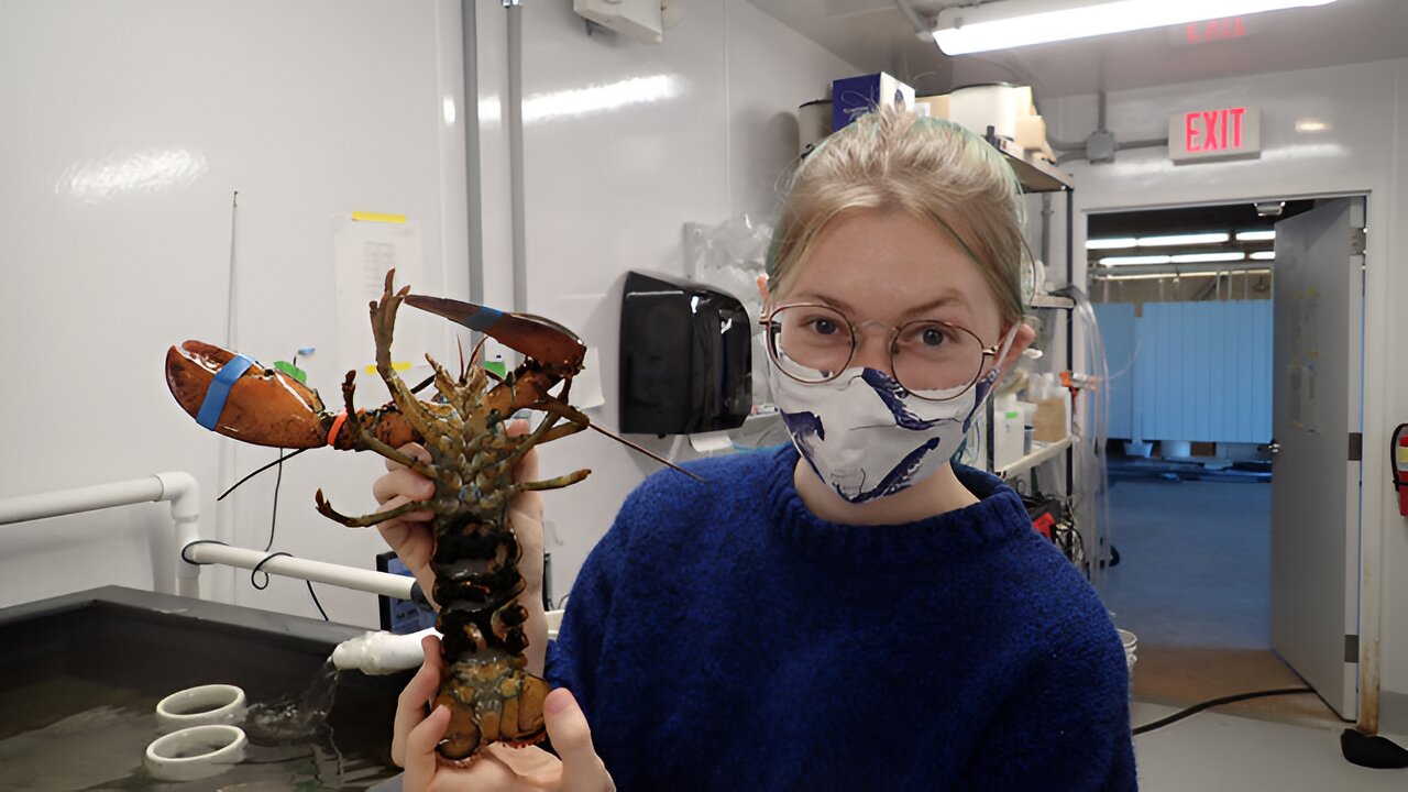 Pesquisadora em laboratório de biologia marinha segurando uma lagosta viva para estudo científico