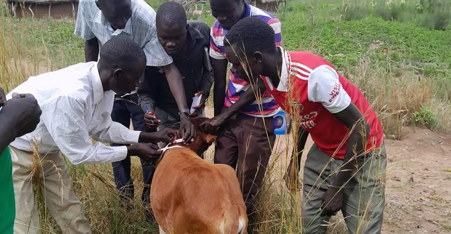 Formation vétérinaire sur le terrain