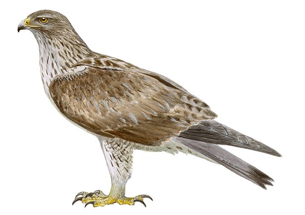 Ilustración científica detallada de un águila perdicera