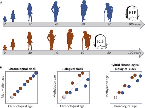 Molecular Clocks Offer New Insight into Aging
