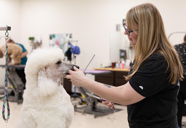 Caniche blanco siendo cepillado por peluquera profesional en salón canino
