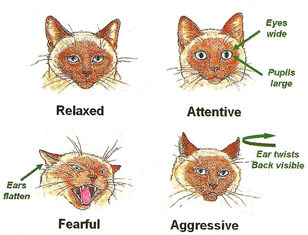 Expressões faciais de gato: relaxado, atento, assustado e agressivo