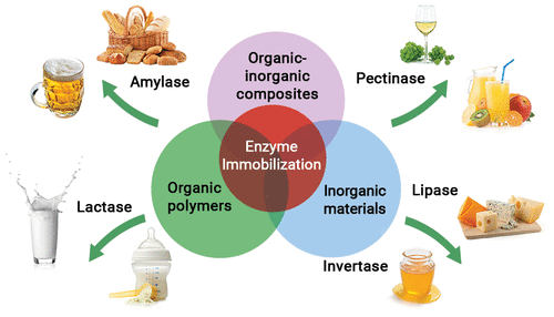Immobilized enzyme applications in food industry: amylase, lactase, pectinase, lipase, invertase
