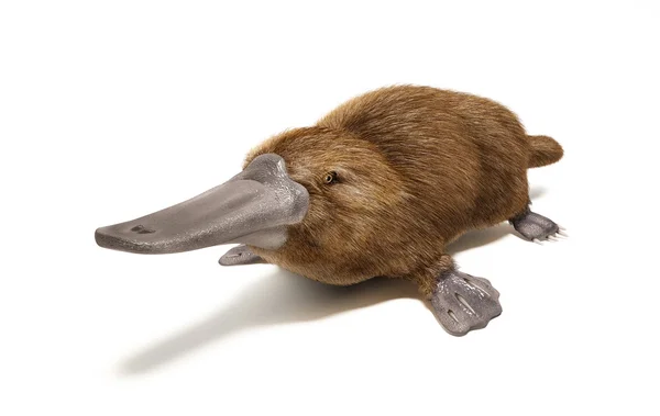 Ornitorinco com bico de pato e pelagem castanha em fundo branco