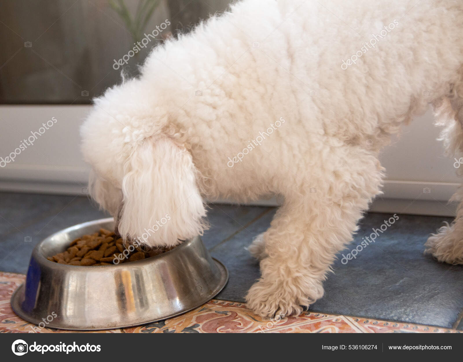 Caniche blanco comiendo croquetas de su bol metálico
