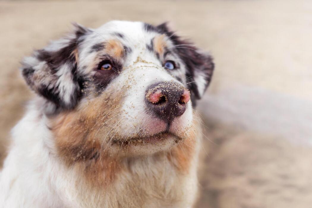 Australian Shepherd portrait