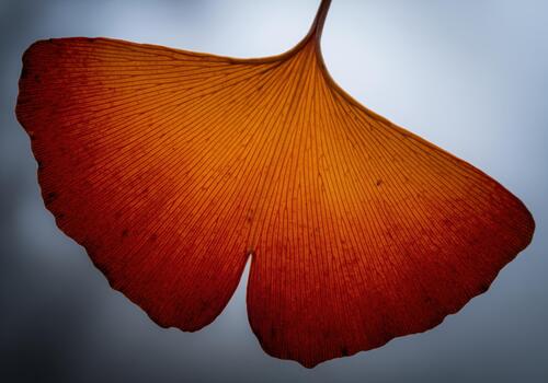 Backlit ginkgo leaf showing dichotomous venation
