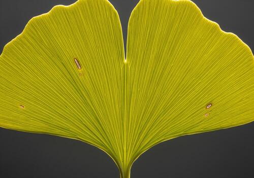 Green ginkgo leaf showing dichotomous venation pattern