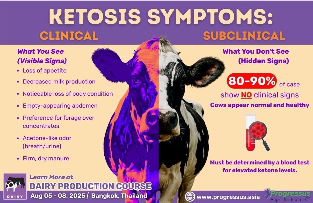 Cétose