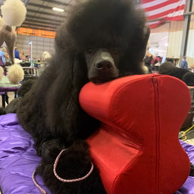 Caniche negro campeón con pedigree en exposición canina FCI