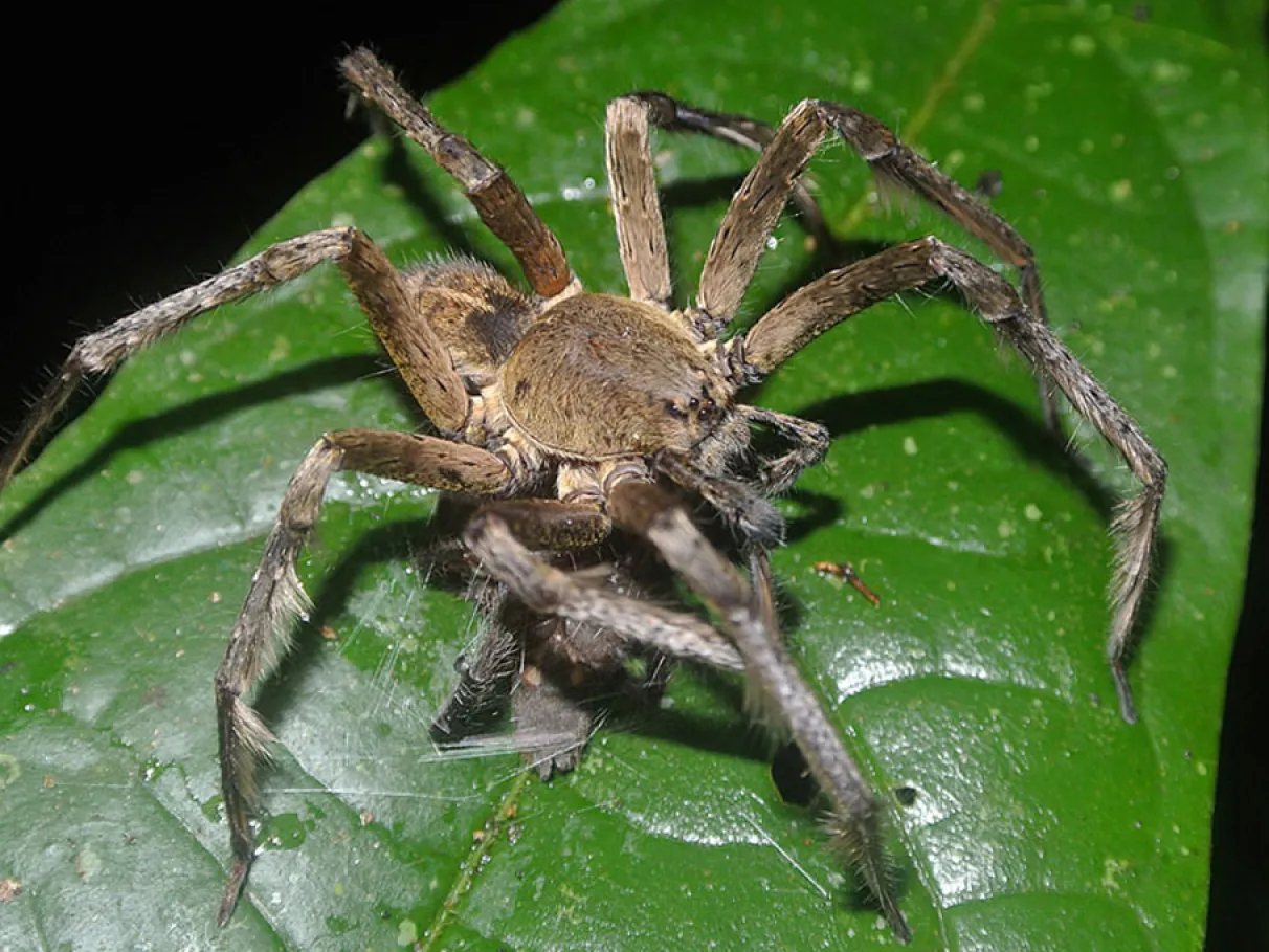 Aranha marrom em folha verde, pequena e de coloração discreta