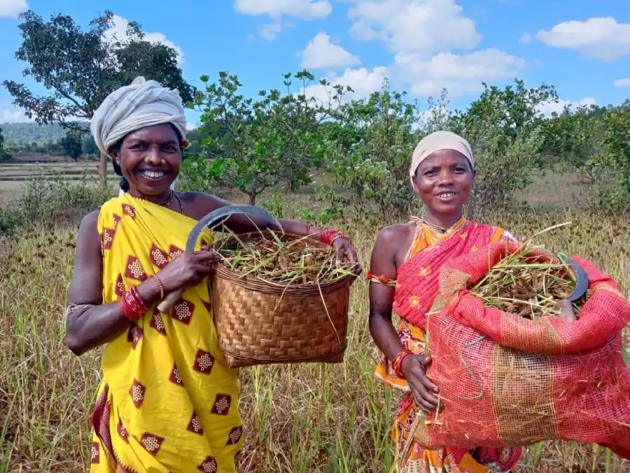 Tribal women farmers with finger millet harvest showing food security success