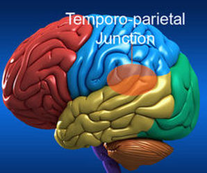 Jonction temporopariétale - Le cerveau et la conscience