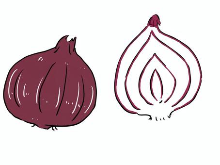 チューリップの球根の断面図