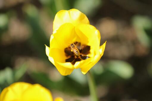 チューリップに止まるミツバチ