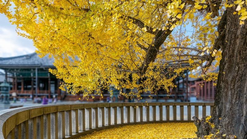 Golden ginkgo leaves at Nishi Hongan-ji temple in Kyoto