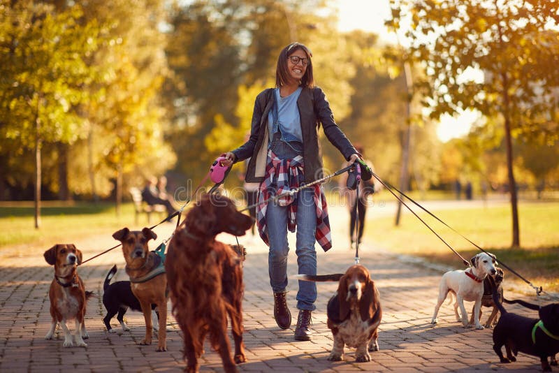 Happy Dog Walker Enjoying with Dogs while Walking Outdoors Stock Photo -  Image of rescue, leash: 147232820
