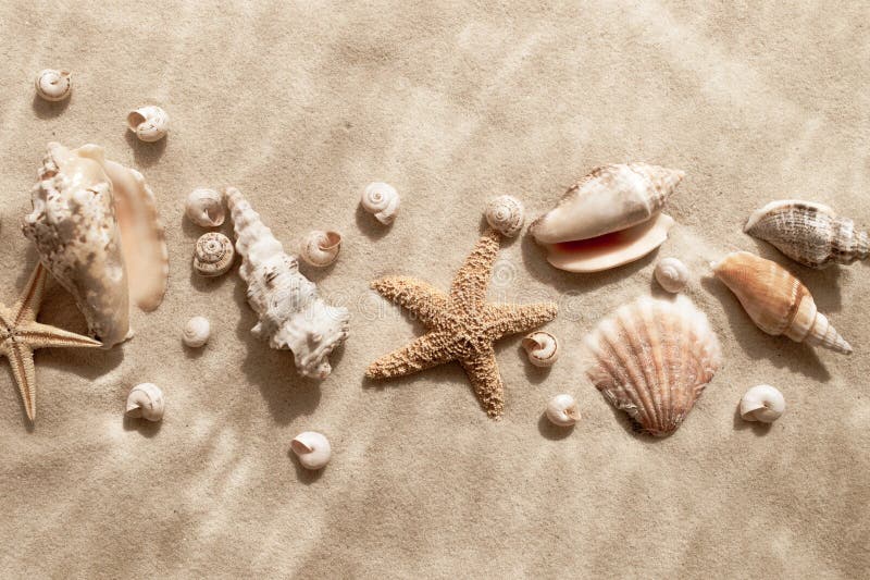Natural seashells and starfish on a sandy beach