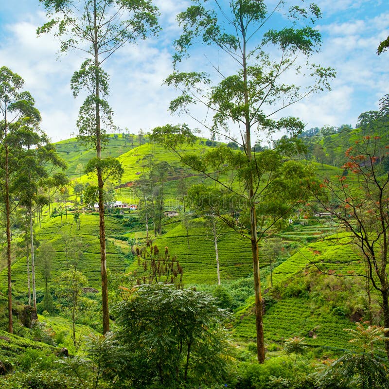 Ceylon Tea Trails