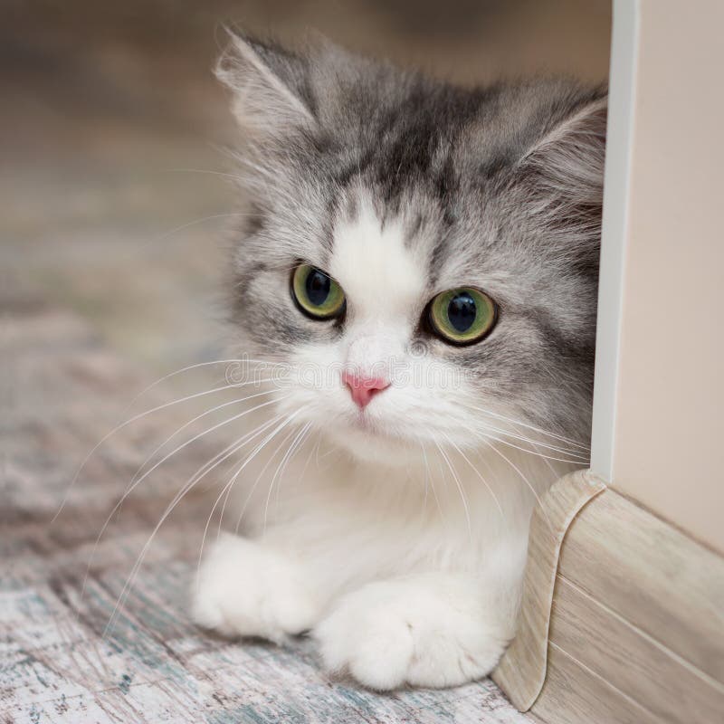 可爱的灰白猫咪