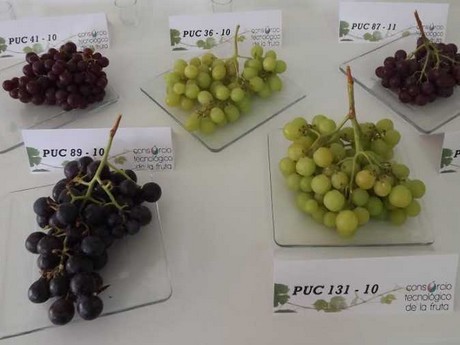 Grapes