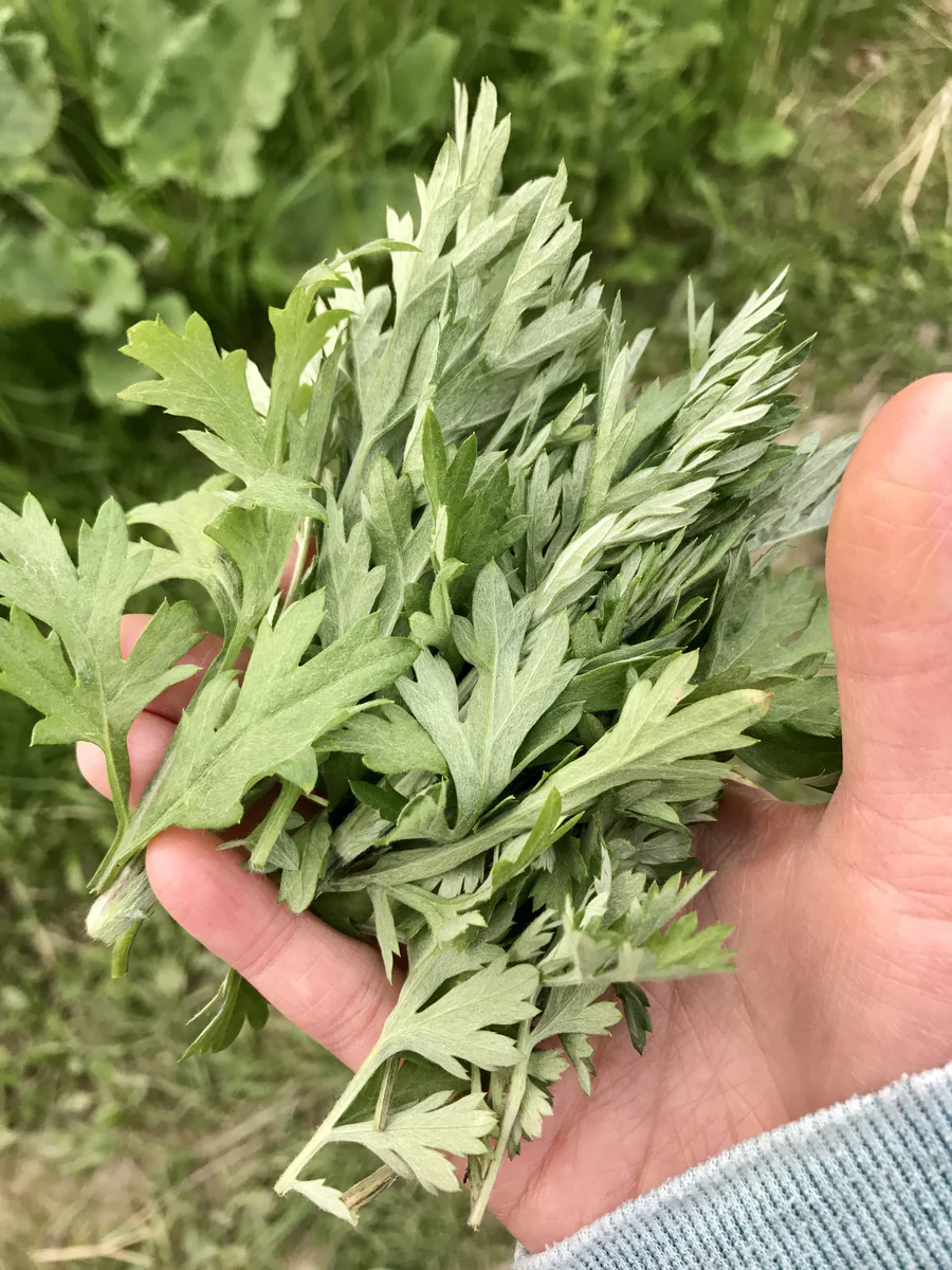 Yomogi Japanese mugwort plant leaves