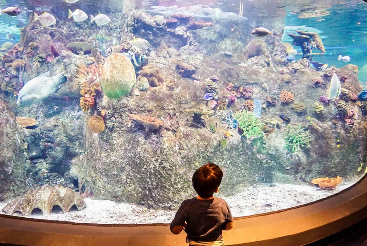 Child observing colourful coral reef display at Melbourne Aquarium