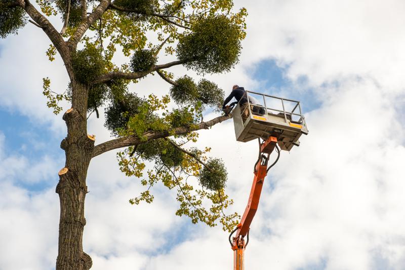Tree Pruning