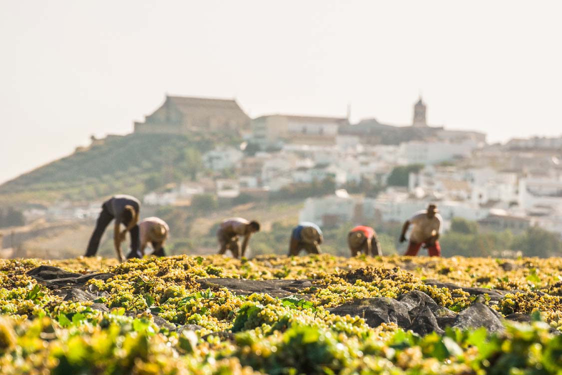 Viñedos y olivares en Montilla