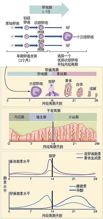 子宫内膜蜕膜化过程示意图