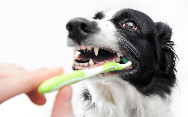 Pet Dental Health Month: Resolve to Start a Good At-Home Dental Care  Routine - Veterinary Dentistry Specialists