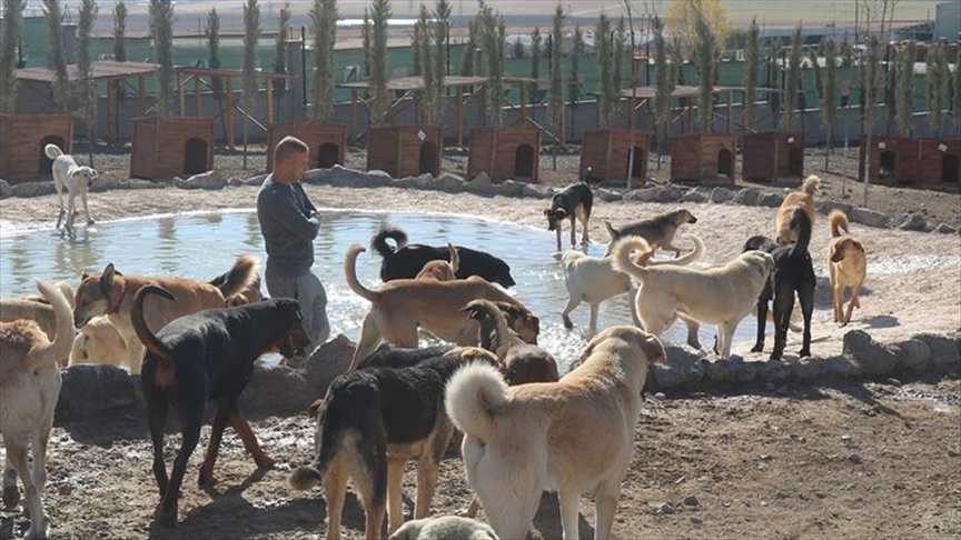 Ankara'daki hayvan barınağında köpekler