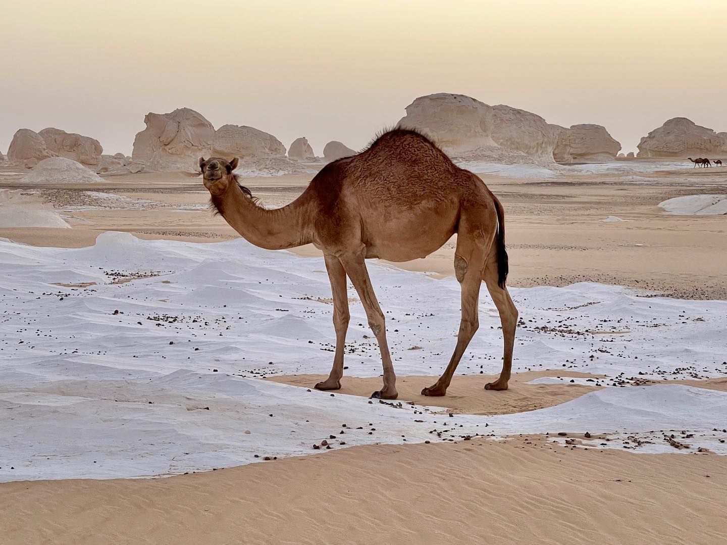 Camel standing in Egypt White Desert during golden hour sunset
