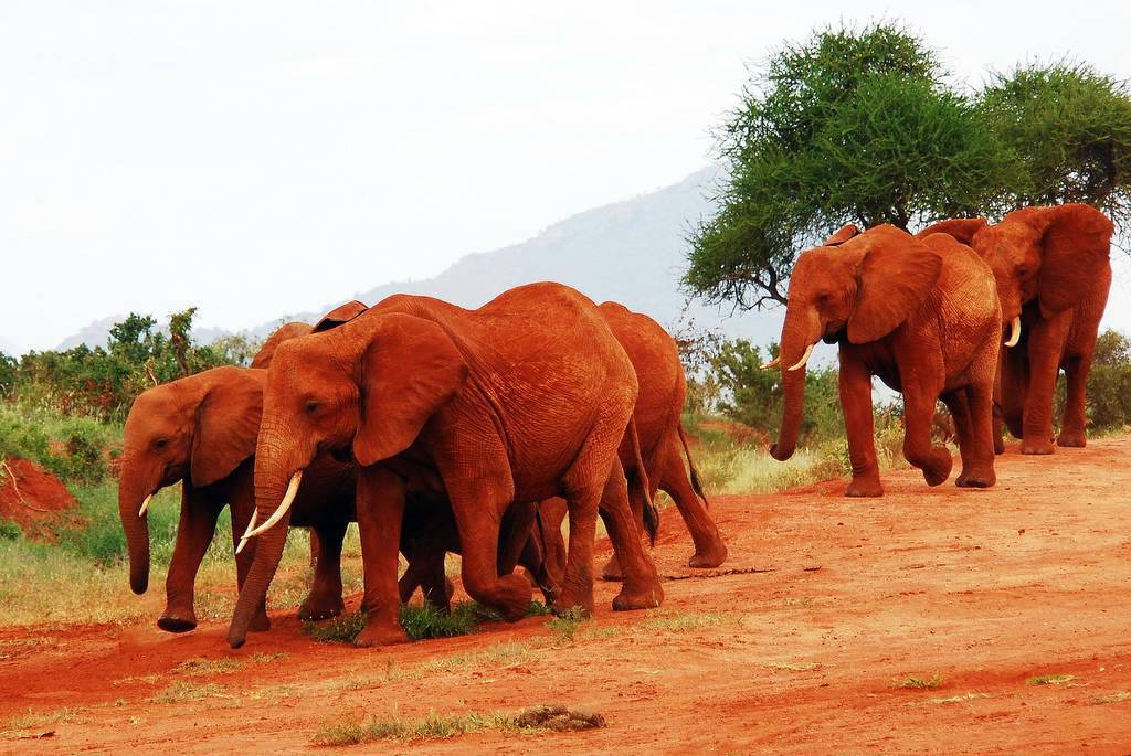 Red elephants of Tsavo National Park Kenya