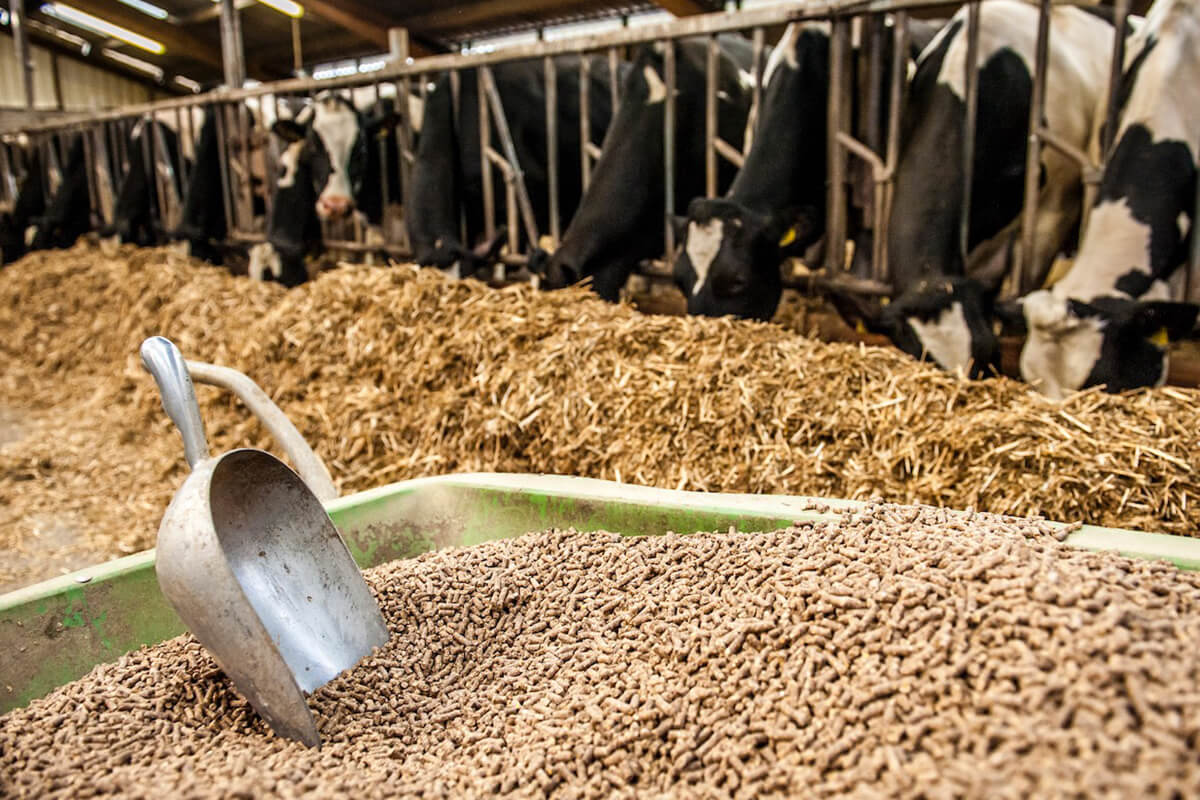 Aliments pour animaux et élevage bovin au Bénin