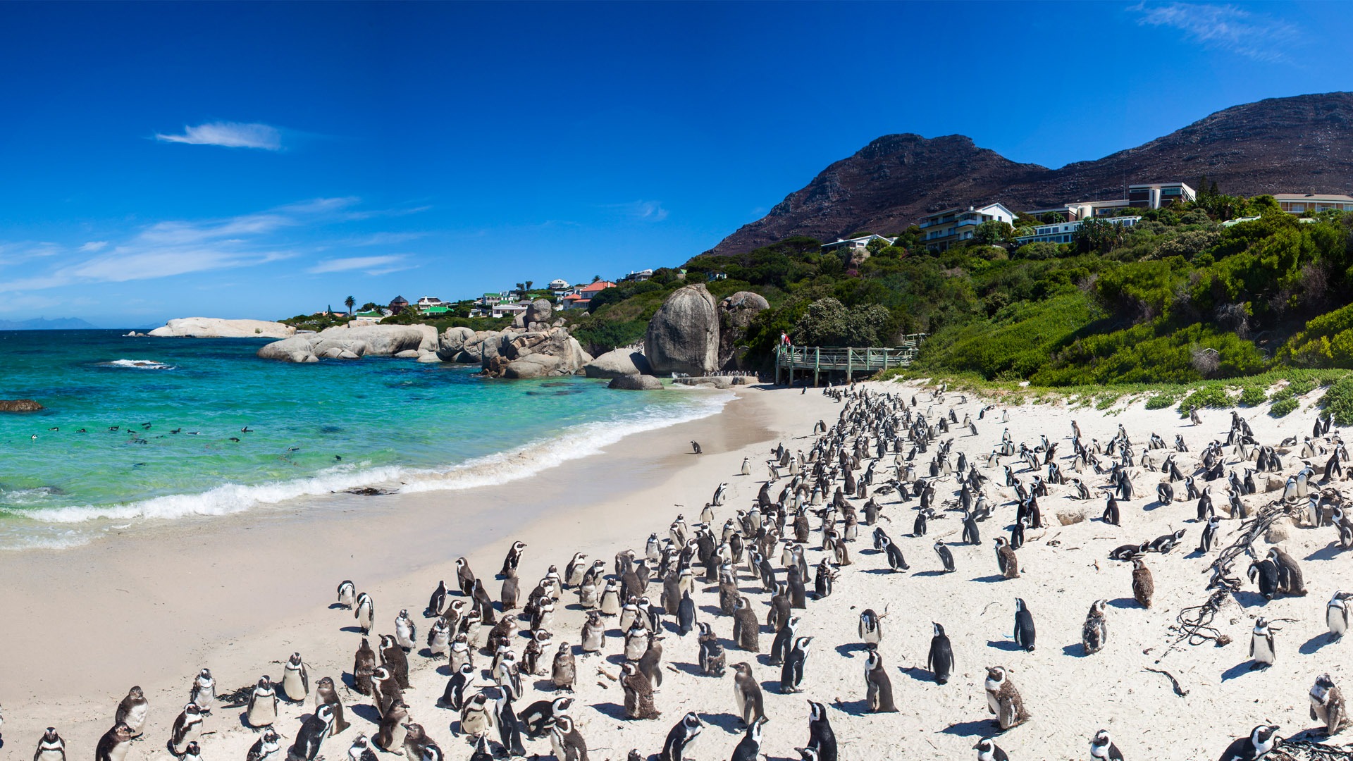 Cape Peninsula Penguins