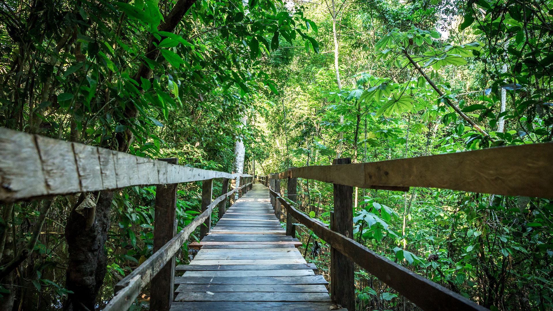 Sendero Tambopata