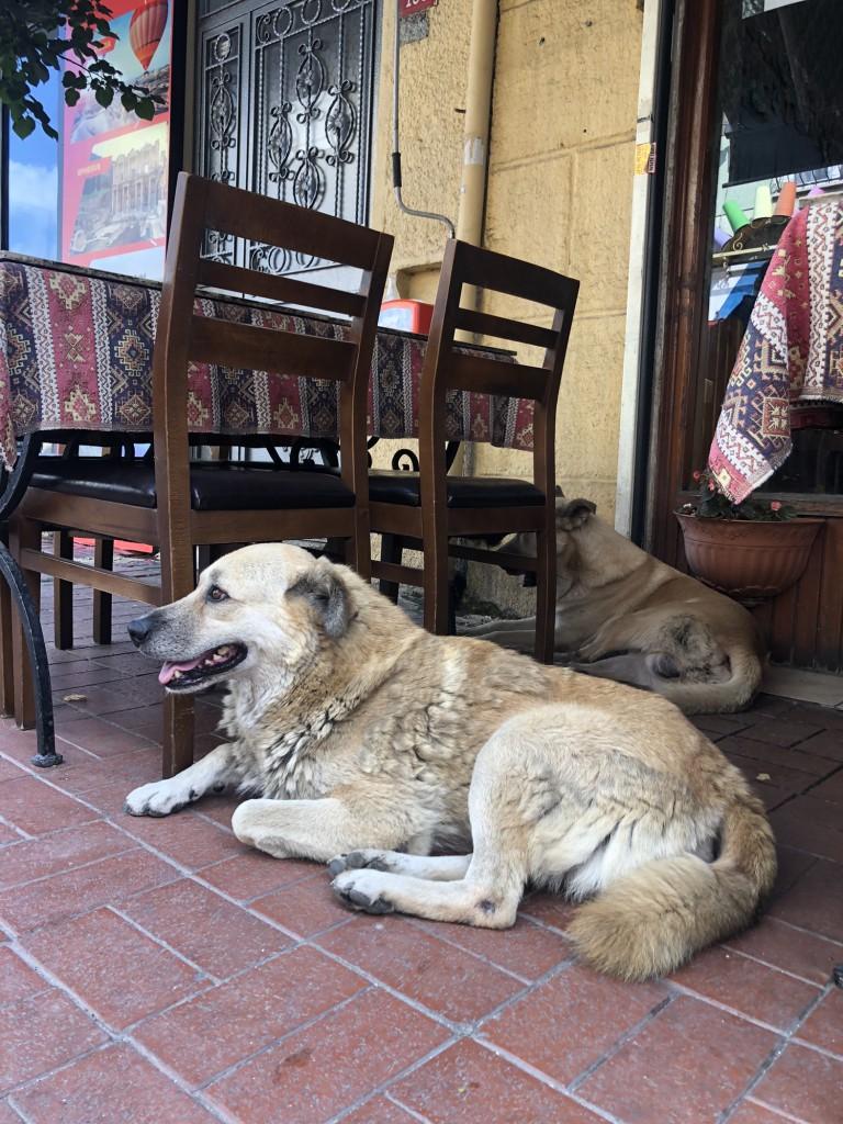 İstanbul'da bir sokak köpeği