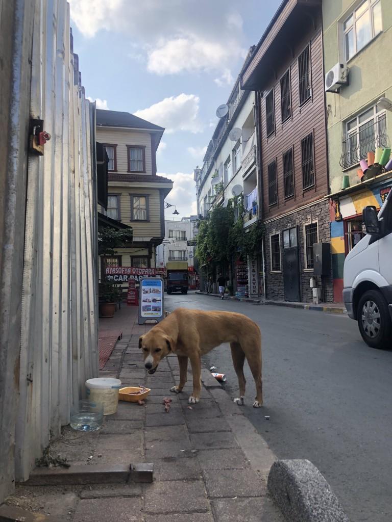 İstanbul sokaklarında köpek