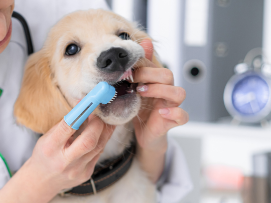 How to Brush and Clean a Dog's Teeth Without Anesthesia