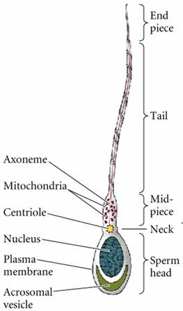 显微镜下的卵母细胞与线粒体结构