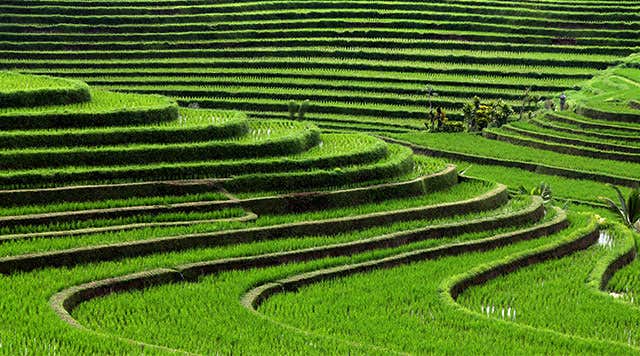 Bali Rice Terraces