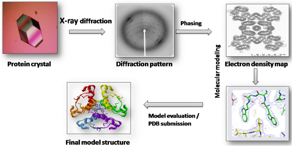 X-ray crystallography five-step workflow from protein crystal to final structure model