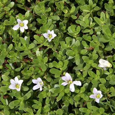 Brahmi (Bacopa monnieri)—ancient brain tonic for cognitive stress relief - myhealthlogy.com