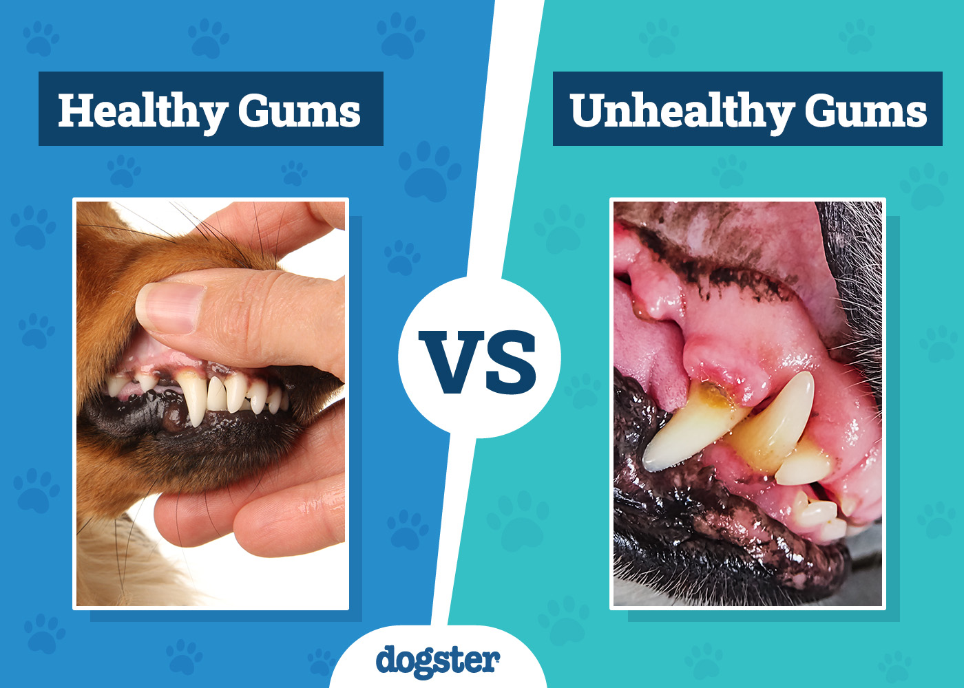 Healthy vs Unhealthy Dog Teeth