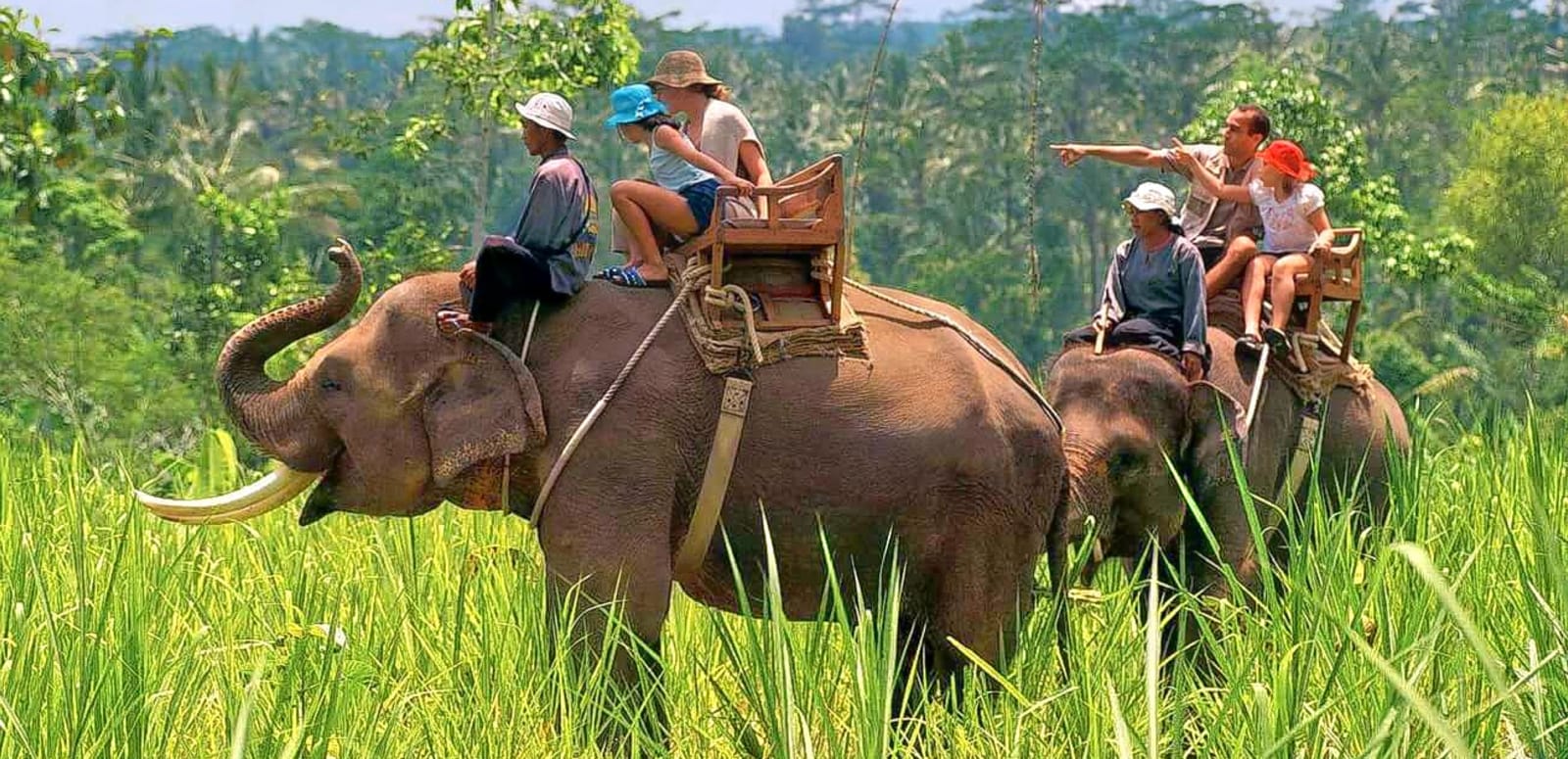 Elephant safari experience