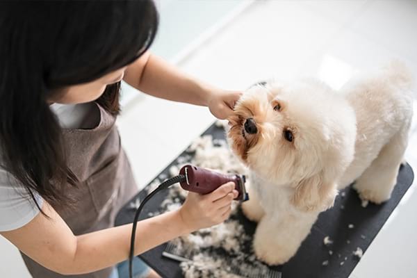 Pet grooming services